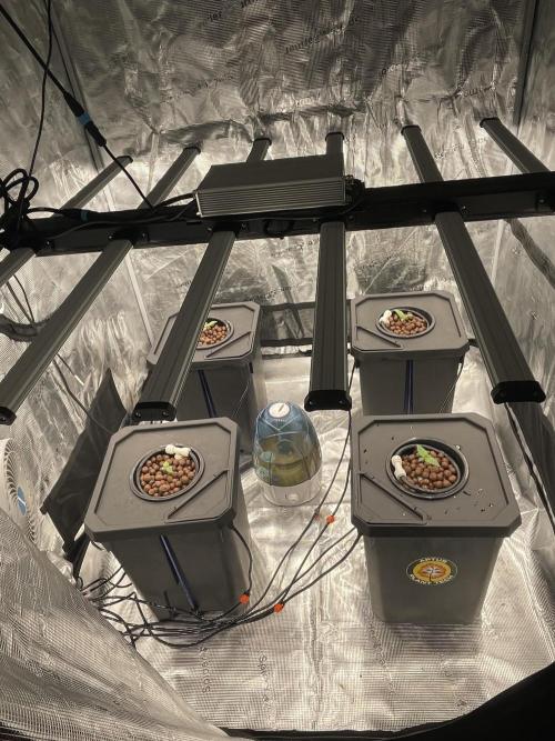 DWC Permanent Jealousy XL Auto. Week 1