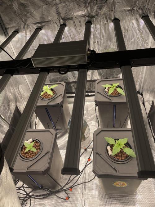 DWC Papaya Zoap Auto. Week 2