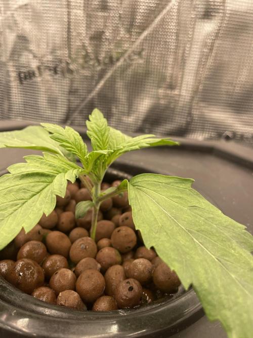 DWC Papaya Zoap Auto. Week 2