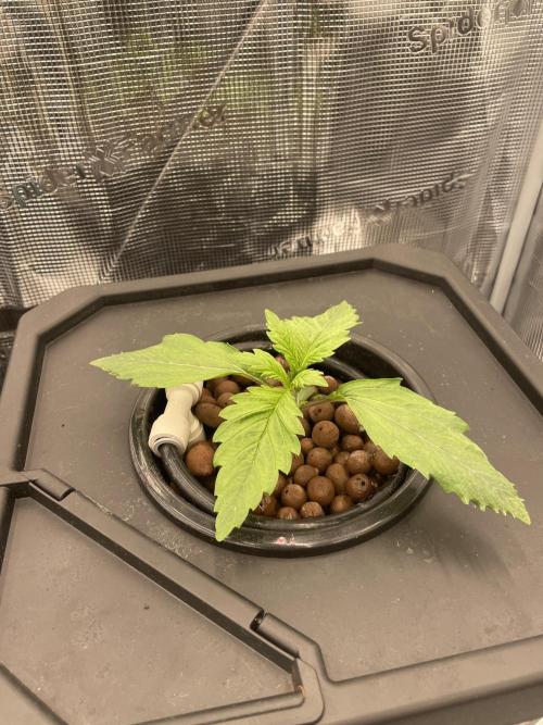 DWC Papaya Zoap Auto. Week 2