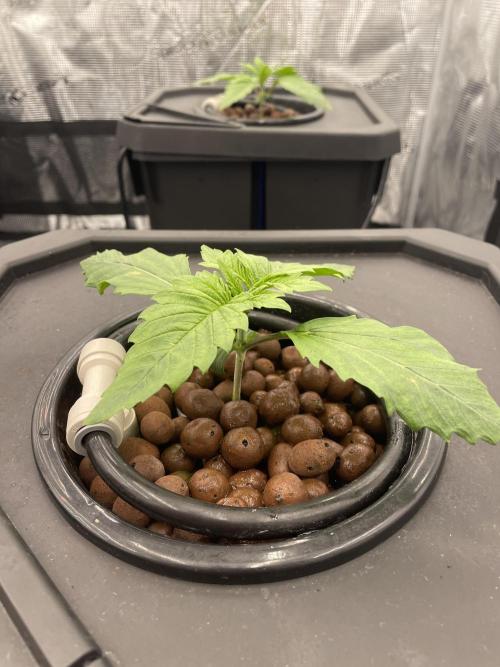 DWC Papaya Zoap Auto. Week 2