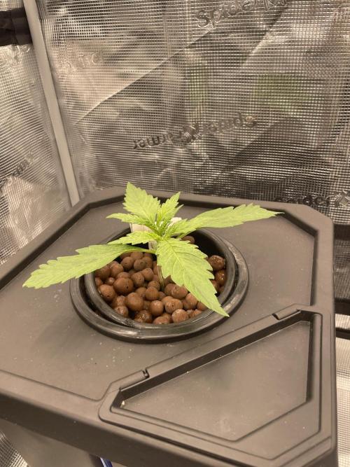 DWC Permanent Jealousy XL Auto. Week 2