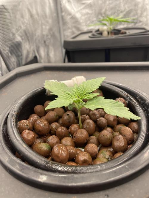 DWC Permanent Jealousy XL Auto. Week 2