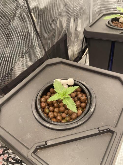 DWC Permanent Jealousy XL Auto. Week 2