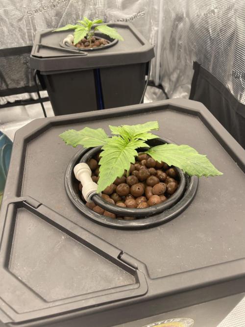 DWC Papaya Zoap Auto. Week 2