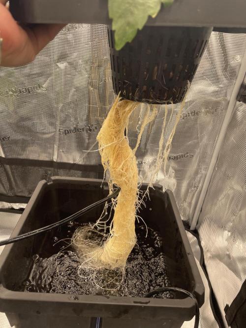 DWC Papaya Zoap Auto. Week 3