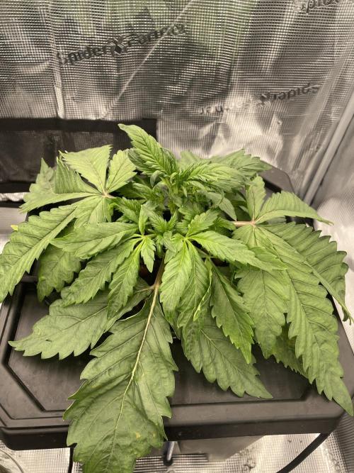 DWC Papaya Zoap Auto. Week 3