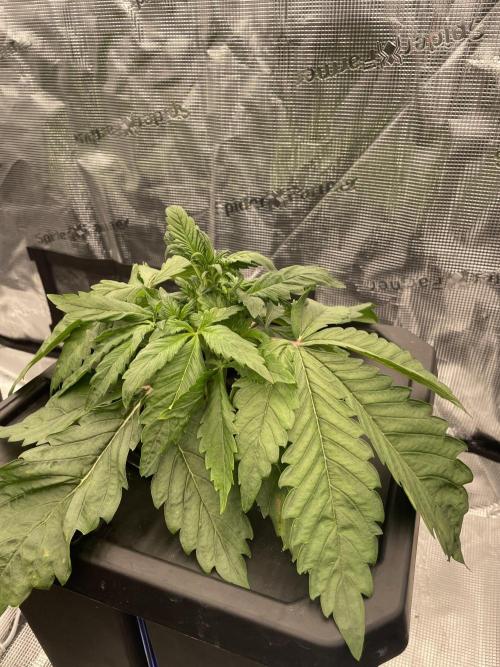 DWC Papaya Zoap Auto. Week 3
