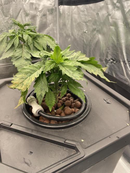 DWC Papaya Zoap Auto. Week 3