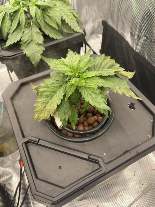 DWC Papaya Zoap Auto. Week 3