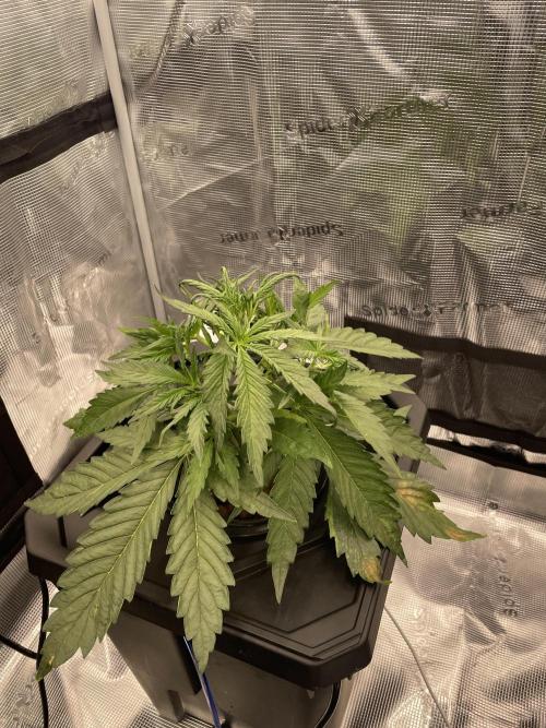 DWC Permanent Jealousy XL Auto. Week 3