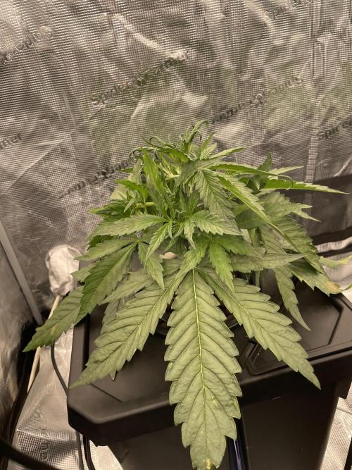 DWC Permanent Jealousy XL Auto. Week 3