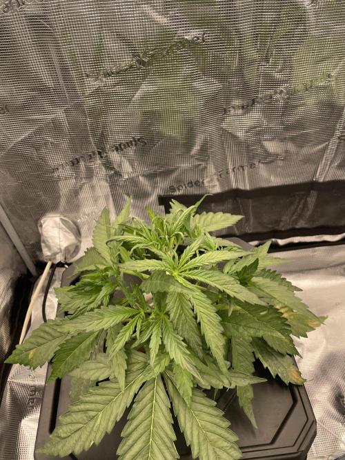 DWC Permanent Jealousy XL Auto. Week 3