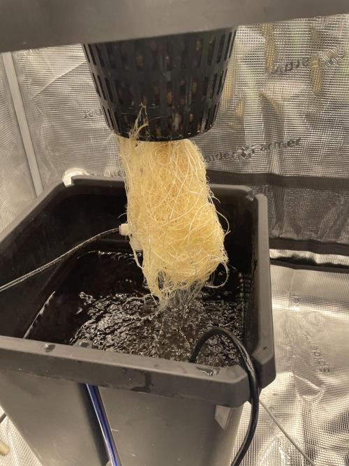 DWC Permanent Jealousy XL Auto. Week 3