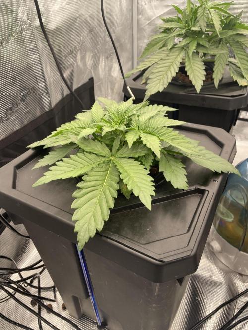 DWC Permanent Jealousy XL Auto. Week 3