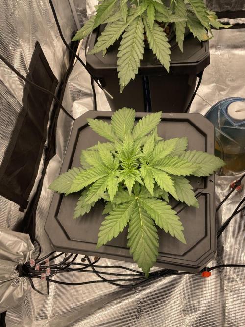 DWC Permanent Jealousy XL Auto. Week 3