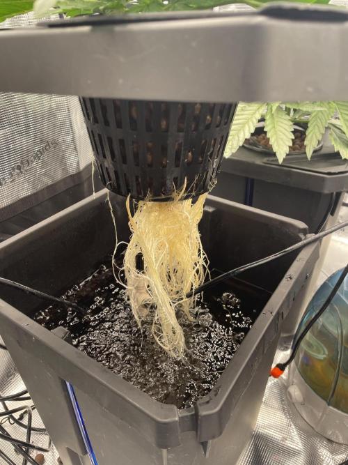 DWC Permanent Jealousy XL Auto. Week 3