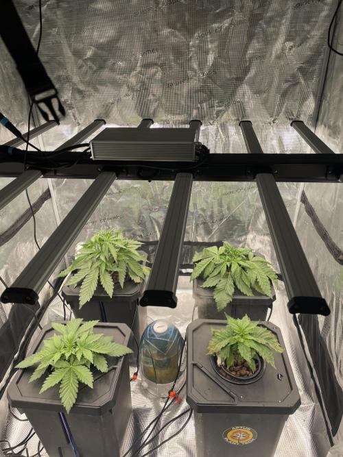 DWC Permanent Jealousy XL Auto. Week 3