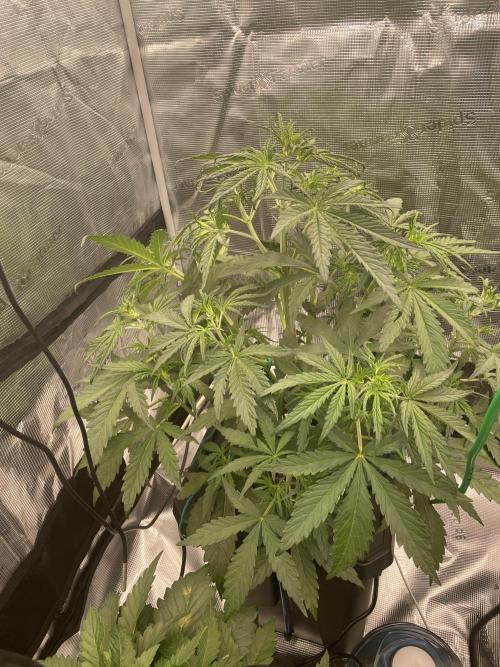 DWC Permanent Jealousy XL auto (Monster). Week 4