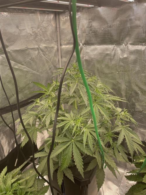DWC Permanent Jealousy XL auto (Monster). Week 4
