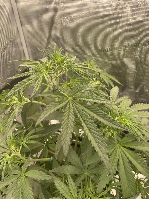 DWC Permanent Jealousy XL auto (Monster). Week 4