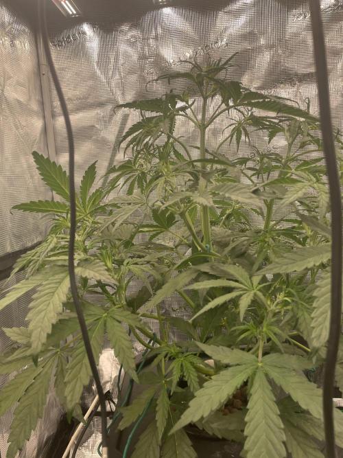 DWC Permanent Jealousy XL auto (Monster). Week 4
