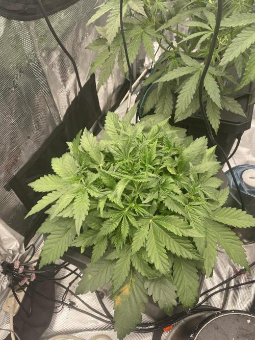 DWC Permanent Jealousy XL auto (Monster). Week 4