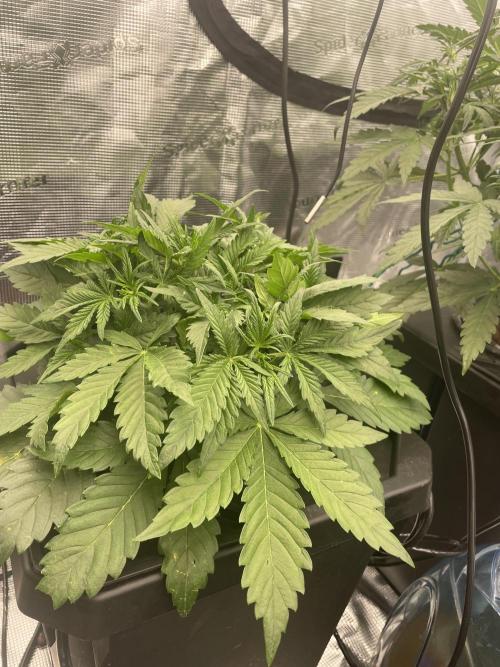 DWC Permanent Jealousy XL auto (Monster). Week 4