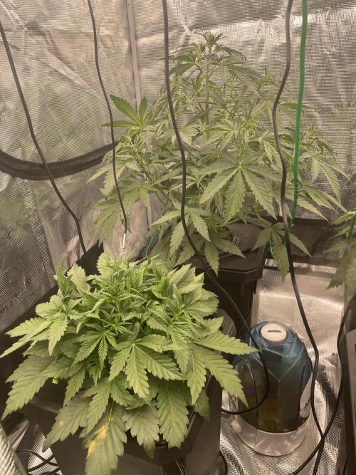 DWC Permanent Jealousy XL auto (Monster). Week 4