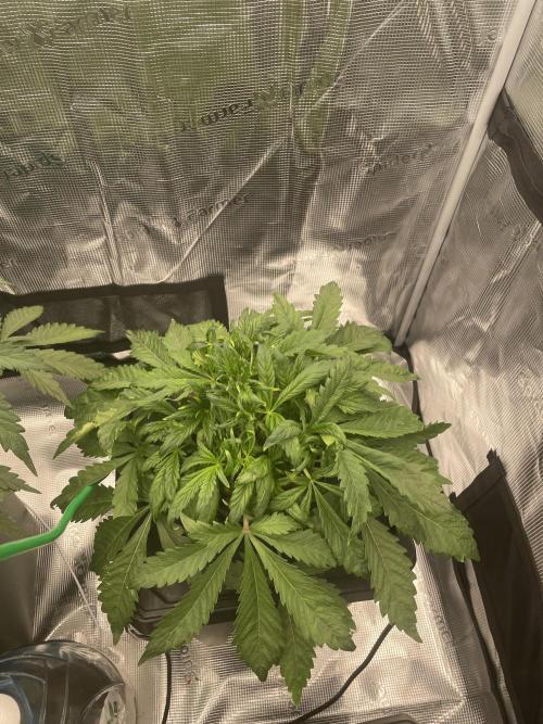 Papaya Zoap Auto. Week 4