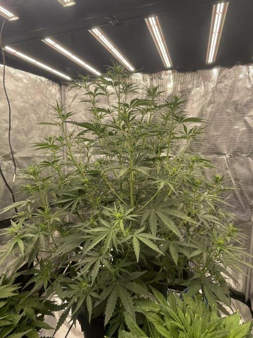 DWC Permanent Jealousy XL auto (Monster). Week 5