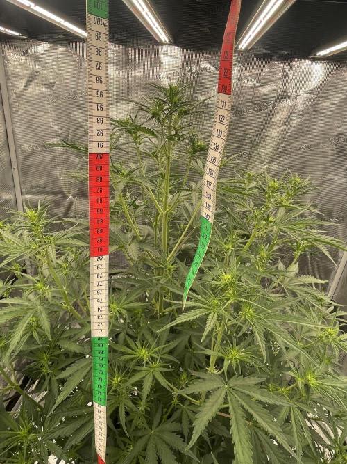 DWC Permanent Jealousy XL auto (Monster). Week 5