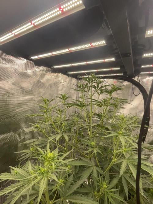 DWC Permanent Jealousy XL Auto