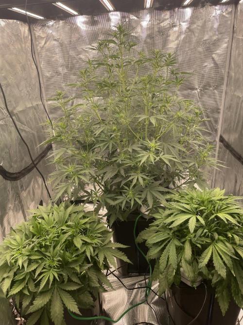 DWC Permanent Jealousy XL auto (Monster). Week 5