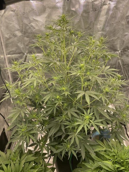 DWC Permanent Jealousy XL auto (Monster). Week 5