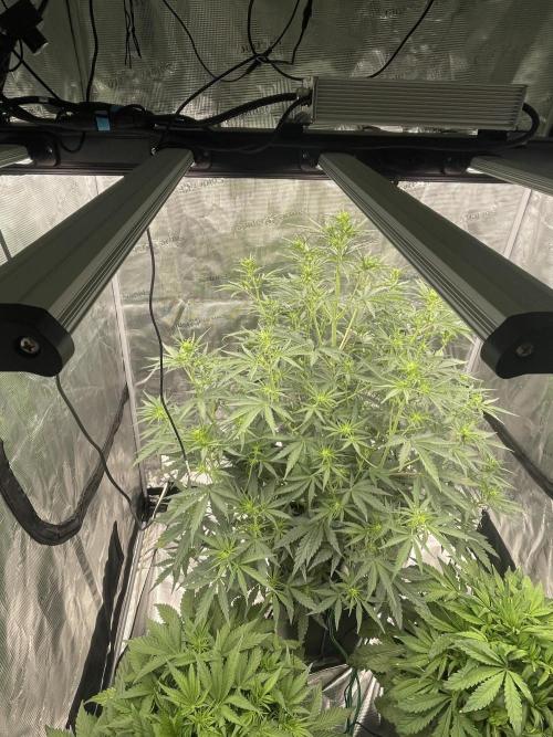 DWC Permanent Jealousy XL auto (Monster). Week 5