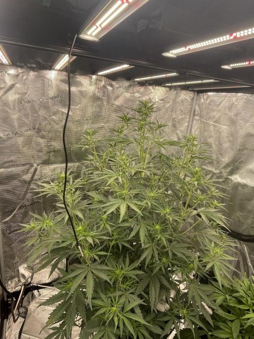 DWC Permanent Jealousy XL auto (Monster). Week 5