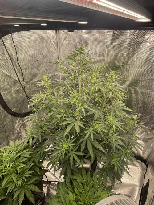 DWC Permanent Jealousy XL auto (Monster). Week 5
