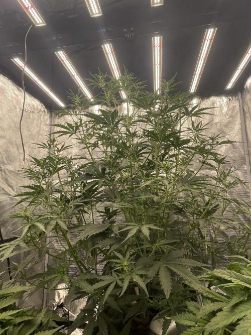 DWC Permanent Jealousy XL auto (Monster). Week 5