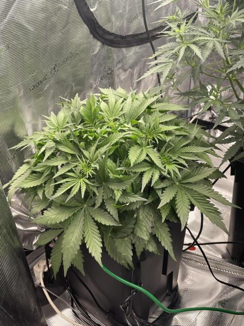Papaya Zoap Auto. Week 5