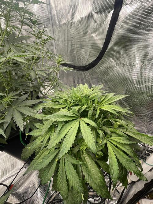 Papaya Zoap Auto. Week 5