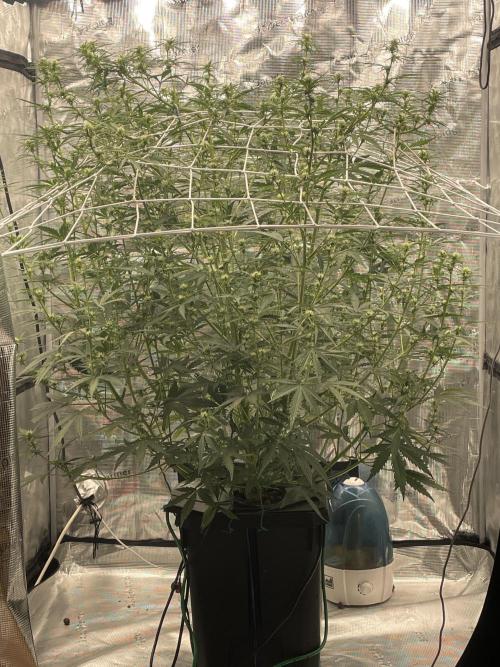 DWC Permanent Jealousy XL auto (Monster). Week 6