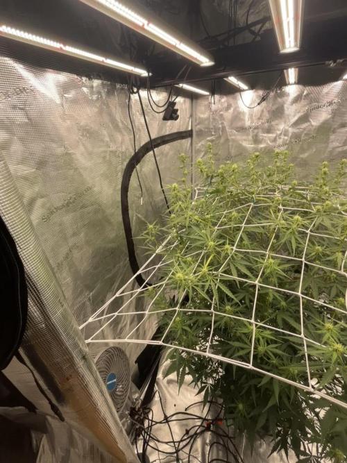 DWC Permanent Jealousy XL Auto