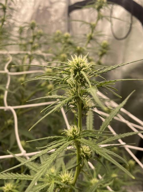 DWC Permanent Jealousy XL auto (Monster). Week 6