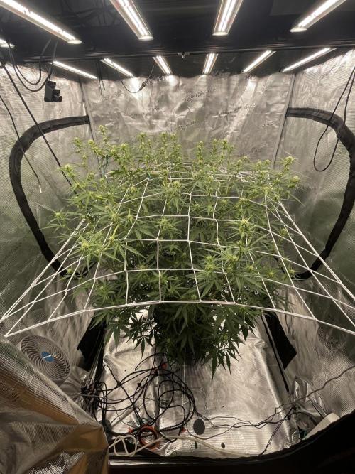DWC Permanent Jealousy XL auto (Monster). Week 6