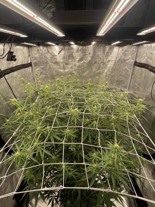 DWC Permanent Jealousy XL auto (Monster). Week 6