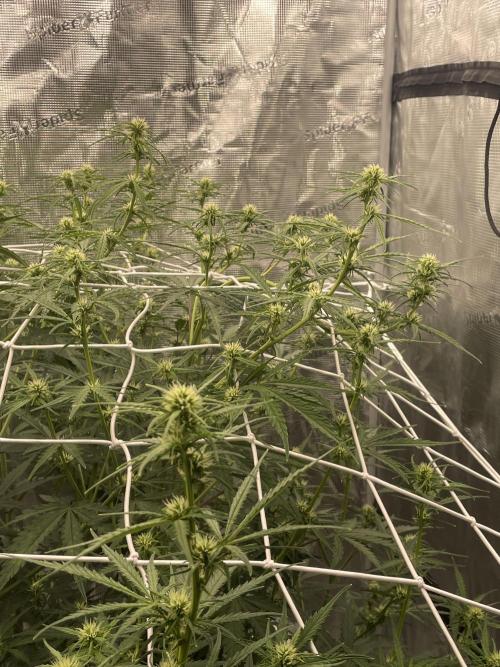 DWC Permanent Jealousy XL auto (Monster). Week 6