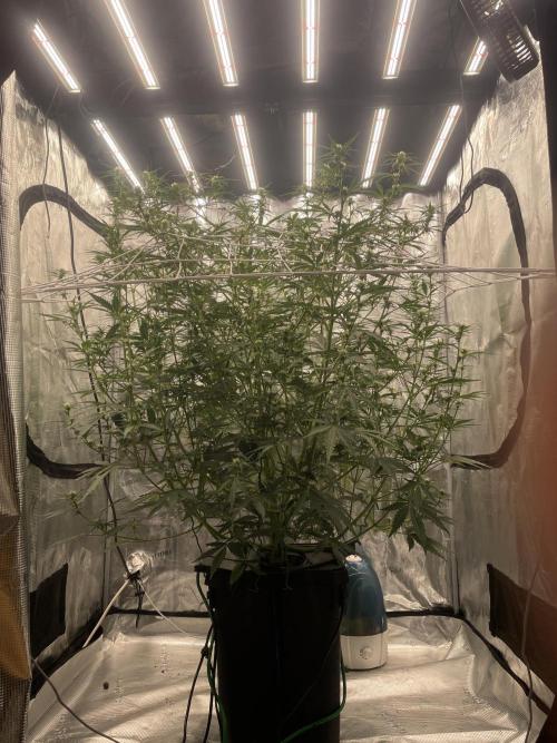 DWC Permanent Jealousy XL auto (Monster). Week 6