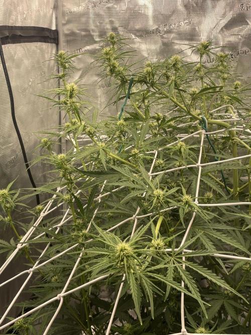 DWC Permanent Jealousy XL auto (Monster). Week 6