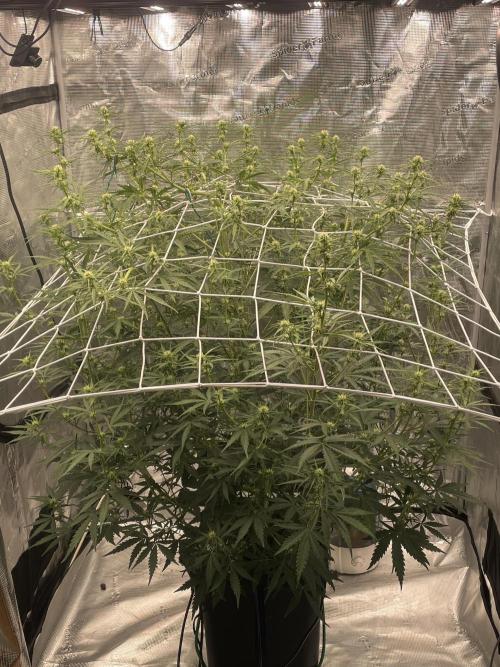 DWC Permanent Jealousy XL auto (Monster). Week 6